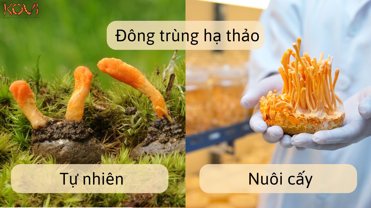 Đông trùng hạ thảo tự nhiên và nuôi trồng